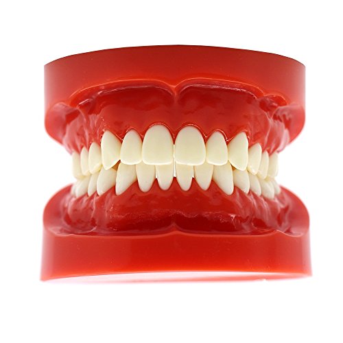 Bomaoer dentale adulti standard Typodont denti insegnamento studio Model