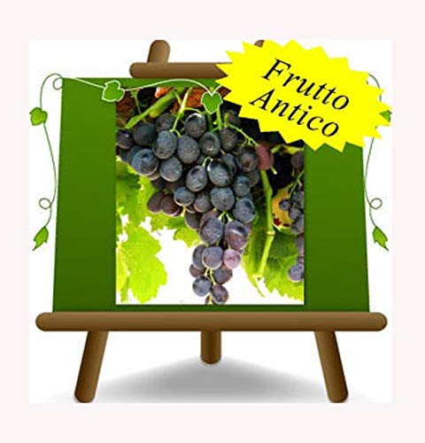 Vite Michele Palieri - Pianta da frutto antico portainnesto su vaso da 20 - albero max 170 cm - 2 anni