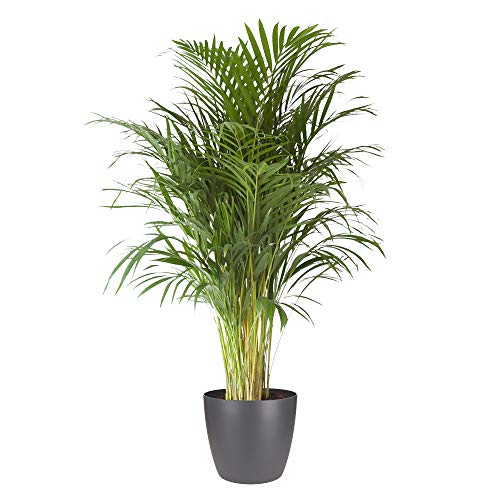 Pianta d'appartamento da Botanicly – Palma Areca in vaso antracite come set – Altezza: 125 cm – Areca dypsis lutescens