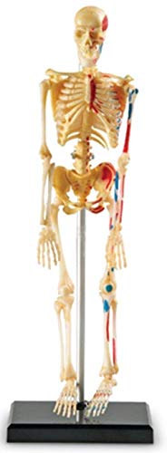 Learning Resources Modello di scheletro umano