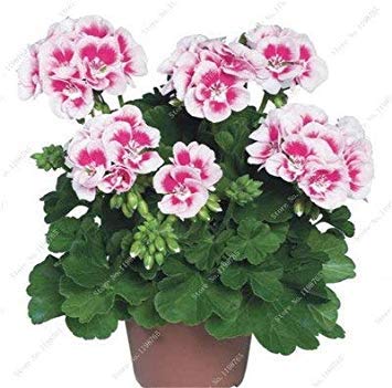 Potseed 100 Pz Geranium Flower Rare Variegato Geranio in Vaso Camere Interni Casa Giardino dei Fiori per pianta: e