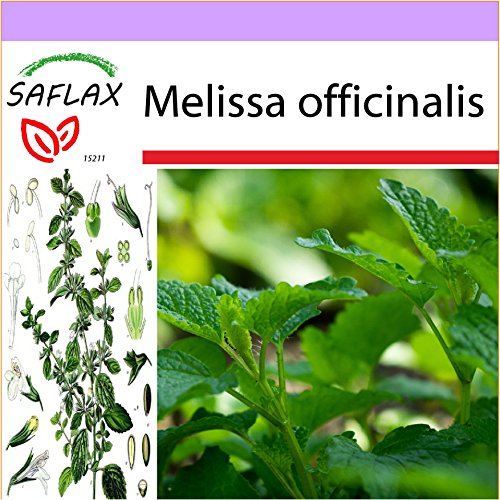 SAFLAX - Erba limoncina - 150 semi - Melissa officinalis