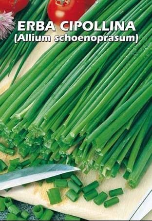 ERBA CIPOLLINA (Allium schoenoprasum) - SEMI