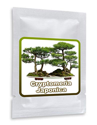 25 Semi Cedro giapponese - Cryptomeria japonica - Coltivabile come albero o bonsai