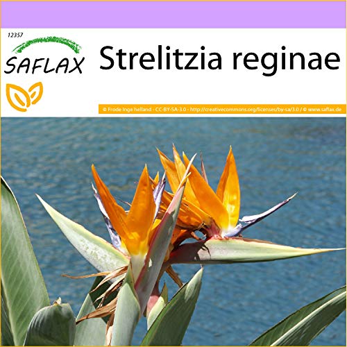SAFLAX - Uccello del paradiso - 5 semi - Strelitzia reginae