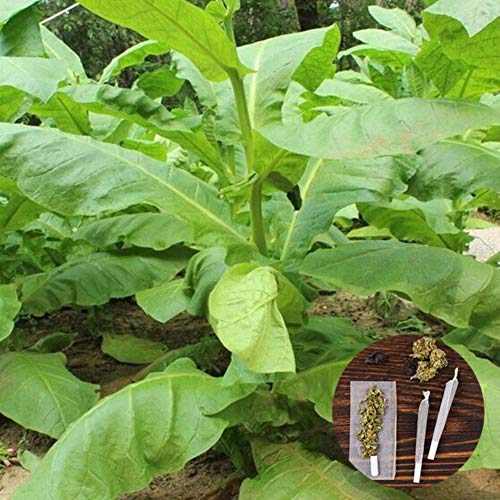 clifcragrocl Semi 30Pcs Organic Virginia Tabacco Heirloom Semi di Piante fresche Facile da Coltivare