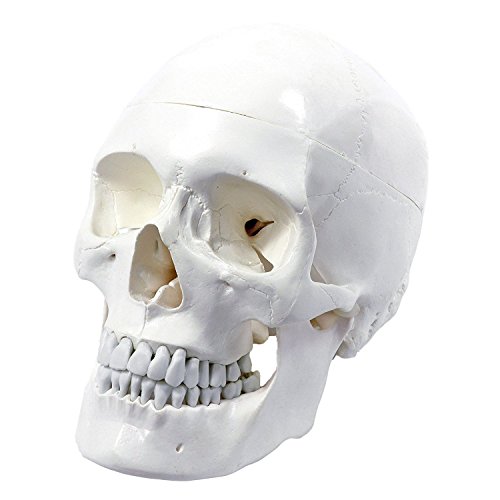 S24.2103 Cranio umano, Modello per lezioni di anatomia
