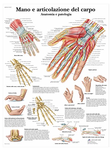 3B Scientific VR4171L Mano e Articolazione del Carpo