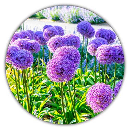 Ail géant / ail d’ornement (Allium giganteum) / env. 50 graines / hauteur des plants de 80 à 150 cm / résiste au gel / vivace