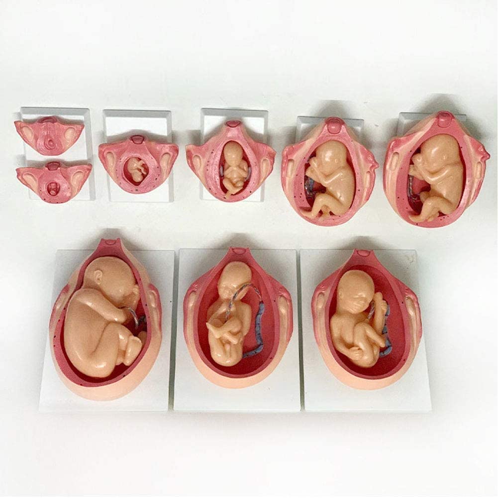 LBYLYH Modello di Gravidanza Processo di Formazione del Feto Che Mostra La Relazione tra Gravidanza Fetale A 10 Mesi