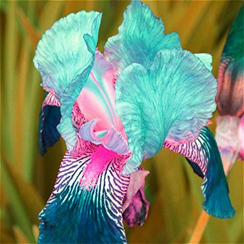 20 semi / semi PackRare Heirloom Iris tectorum perenne fiore Pack,, regalo molto bello fiori per il giardino di casa