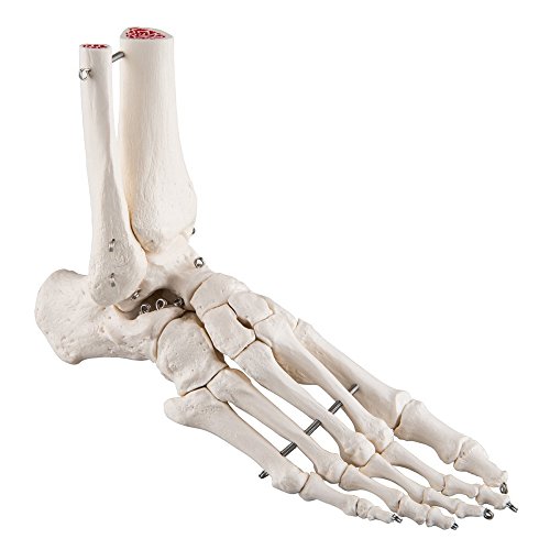 Modello articolato del piede umano, grandezza naturale, parte di scheletro per lo studio dell’anatomia umana a scopo medico