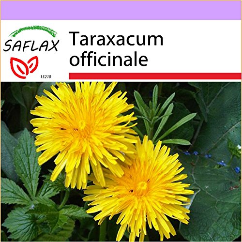 SAFLAX - Dente di leone - 200 semi - Taraxacum officinale