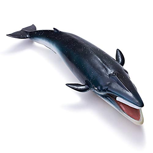 RECUR rorqualille Giocattoli realistici in plastica Finback Balena Figura Blu Fan Whale farcito Regalo di Animali marini per Collezionisti di Vita Marina e Bambini dai 3 Anni in su