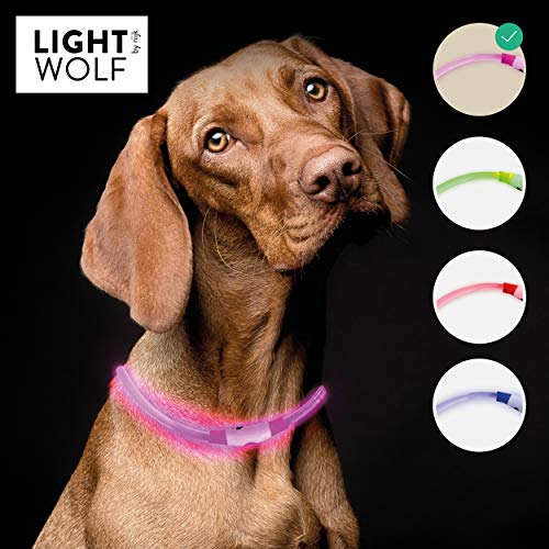riijk Collare di Luce LED per Il Cane | Extra Luminoso | Fibra Ottica a Lunga Durata | Impermeabile | Collare Luminoso per Cani | Ricaricabile