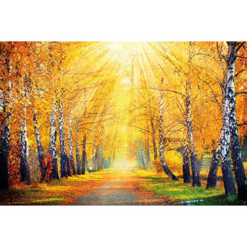 GREAT ART Photo Carta da Parati – bosco in autunno – autunnale quadro murale foresta d'oro alberi a foglie caduche radura strada Viale con alberi – 210 x 140 cm 5 pezzi e colla