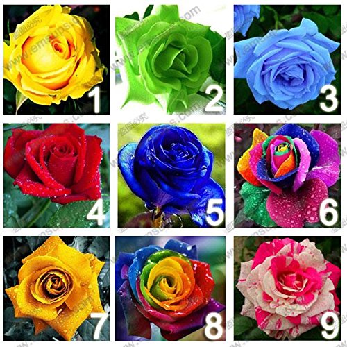9 colori 450 semi di rosa (50 semi di ogni colore), semi di fiori rosa, Rosa dell'arcobaleno, fai da te Bonsai