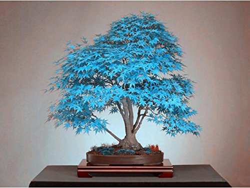 Bonsai di acero semi blu semi dell'albero. cielo blu rara giapponesi piante semi di acero balcone per giardino di casa 10PCS R78