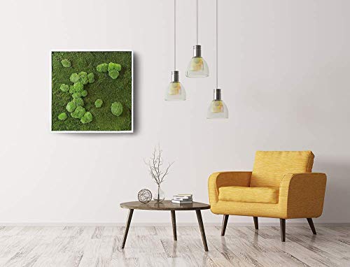 Quadro in flat e ball Moss, Moss Frame, quadro in lichene stabilizzato, quadro vegetale, zero manutenzione