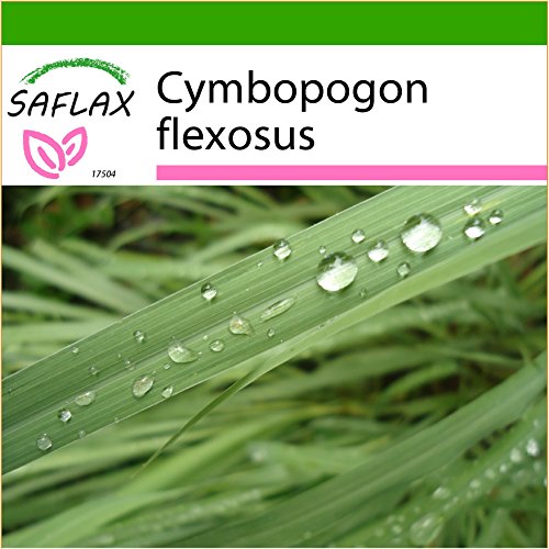 SAFLAX - Citronella - 50 semi - Con substrato - Cymbopogon flexosus