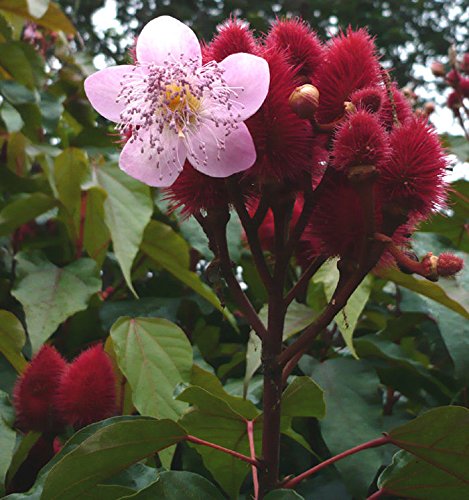 Bixa Orellana, rossetto albero, viene utilizzato per colorare, bella pianta contenitore, 15 semi, BIO hu-öko-01